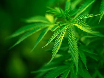 The Amazing Health Benefits of Juicing Raw Cannabis (Marijuana) Leaves | Hemp Miracle | Scoop.it