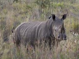 &lsquo;No fly zones&rsquo; mooted in poaching war - Crime & Courts | IOL News | IOL.co.za | Kruger & African Wildlife | Scoop.it