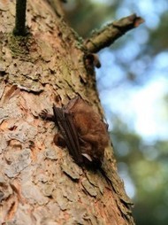 Mysterious new SARS-like coronavirus came from bats | Amazing Science | Scoop.it