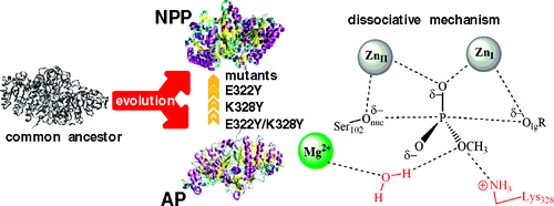 Promiscuity in Alkaline Phosphatase Superfamily. Unraveling Evolution through Molecular Simulations - Journal of the American Chemical Society (ACS Publications) | Enzyme reactivity | Scoop.it
