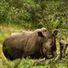 Kruger eastern fence could go back up to protect rhinos - Times LIVE | Kruger & African Wildlife | Scoop.it