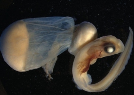Deep sea shark nursery found in Outer Hebrides - Environment - Scotsman.com | A Sense of the Ridiculous | Scoop.it