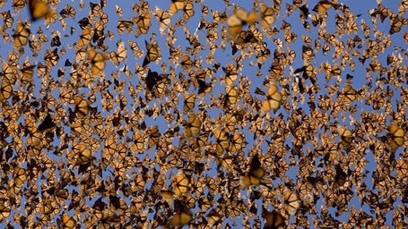 Knowledge Ecology and Speculation. Update of the ecological thought needed | DigitAG& journal | Scoop.it
