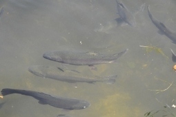 DFG Enhances Urban Trout Planting Efforts in Sacramento Region ... | Fish Habitat | Scoop.it