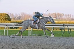 Top Equine Surgery Studies of 2012 (AAEP 2012) | Horse & Rider - A Magical Connection | Scoop.it