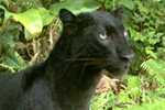 Development halted in crucial wildlife corridor in Malaysia | The Glory of the Garden | Scoop.it