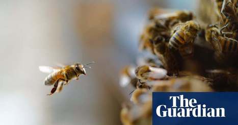 'It's only important if you eat food': inside a film on the honeybee crisis | Film | The Guardian | GTAV AC:G Y9 - Biomes and food security | Scoop.it