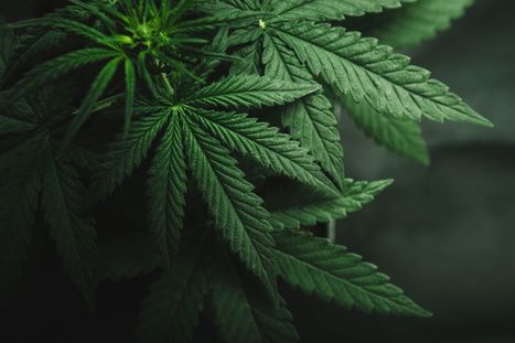 Casse-tête juridique pour légaliser le cannabis récréatif | #Luxembourg #laws #Europe  | Luxembourg (Europe) | Scoop.it