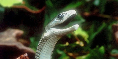 Le venin du mamba noir, meilleur rem&egrave;de contre la douleur que la morphine ? | Fibromyalgie Actualit&eacute;s | Scoop.it