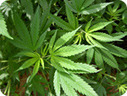 Juicing medical marijuana the latest trend in amazing cures | Health Supreme | Scoop.it