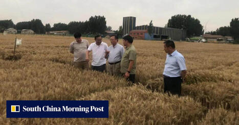 CHINA: Crop outputs grew up to 100% in big agricultural experiment | ASIES | Scoop.it