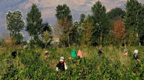 A Lebanese farmer’s tale: Amid coronavirus, struggles to import supplies, prices rise | CIHEAM Press Review | Scoop.it