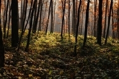 Forests and the Health of the Planet | BIODIVERSITY IS LIFE  – | Scoop.it