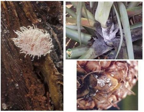 Les cochenilles : des modèles d’étude passionnants | EntomoScience | Scoop.it