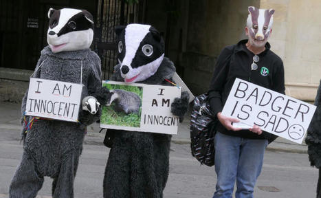 Sad Badgers: Protesting the badger cull in Oxford | World Science Environment Nature News | Scoop.it
