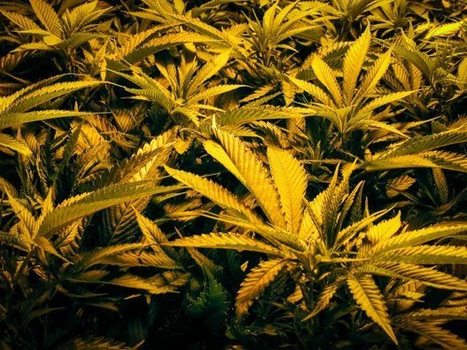 Medical marijuana numbers expected to drop if Alaska legalizes recreational use | Beckley News : Cannabis - Marijuana | Scoop.it