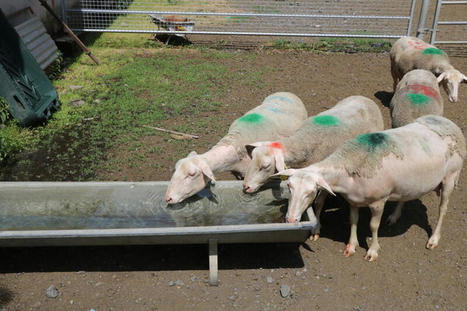 Au Brésil, on étudie l’impact du manque d’eau sur la qualité de la viande ovine | Actualité Bétail | Scoop.it