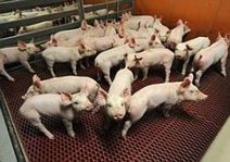 L'abattoir d'Hazebrouck (59) menacé : quelles conséquences pour les agriculteurs ? | La Gazette des abattoirs | Scoop.it
