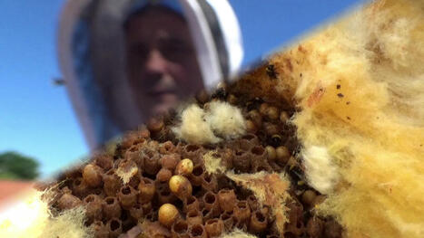 "Ça bourdonne sous toiture !!!!! Bombus Bombus" | Les Colocs du jardin | Scoop.it