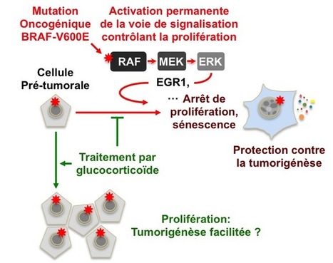 Glucocortico&iuml;des : mieux &eacute;valuer leurs effets dans certains cancers? | Life Sciences Universit&eacute; Paris-Saclay | Scoop.it