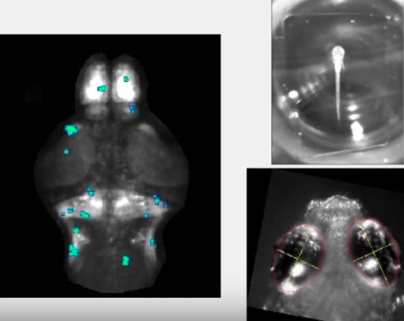 Projecting a visual image directly into the brain, bypassing the eyes | Amazing Science | Scoop.it