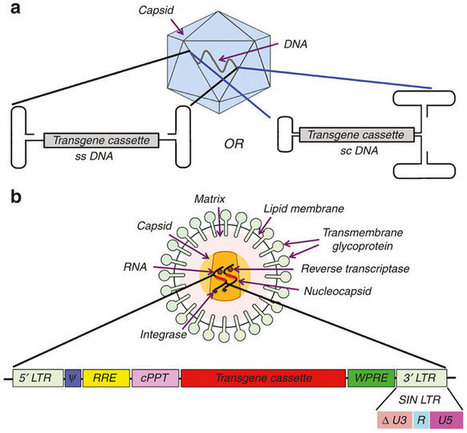 Clinical development of gene therapy: results and lessons from recent successes | Virology News | Scoop.it