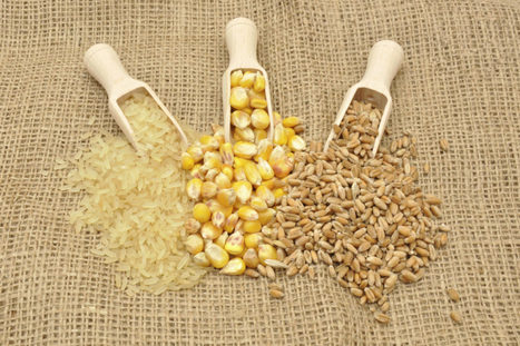 FAO projects record 2023-24 cereal output | World Grain | MED-Amin network | Scoop.it