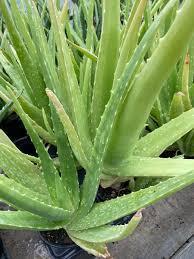CLIMAT : Dans l'Aude, de l'aloe vera au lieu de la vigne pour s'adapter à la sécheresse  | CIHEAM Press Review | Scoop.it
