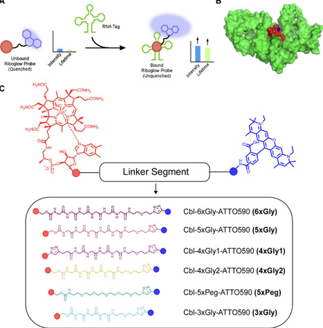 Evaluating Linker Architecture in RNA-Detecting Riboglow Probes and Effects on Fluorescence Turn-On | acs | RMH | Scoop.it
