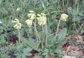 Luottelo kasveista | 1Uutiset - Lukemisen t&auml;hden | Scoop.it