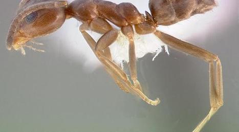 Voici comment les fourmis argentines ont conquis le monde et nos maisons | EntomoNews | Scoop.it