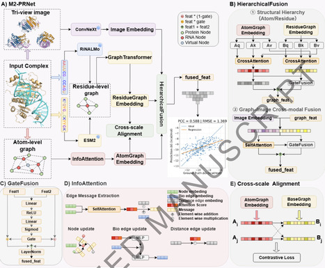 M2-PRNet: Multi-Scale and Multi-Modal Learning for Protein&ndash;RNA Binding Affinity Prediction | bft | RMH | Scoop.it