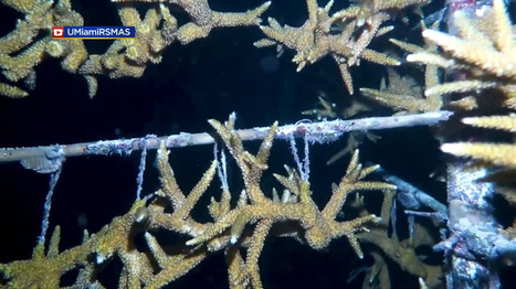 Restored Corals Observed Spawning For First Time In Waters Off Miami – CBS Miami | Coastal Restoration | Scoop.it