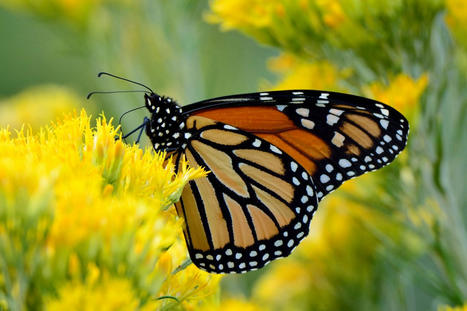 Le papillon monarque intègre la liste rouge de l'UICN | EntomoNews | Scoop.it