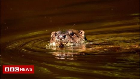 Toxic 'forever chemicals' found in British otters - BBC News | Agents of Behemoth | Scoop.it