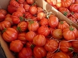 Un nouveau virus menace...les tomates | CIHEAM Press Review | Scoop.it