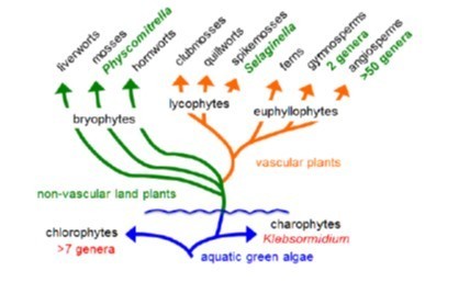 Molecular Diversity of Terpene Synthases in the Liverwort Marchantia polymorpha | The Plant Cell | Scoop.it