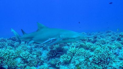 Polynésie : la quête des profondeurs | Biodiversité | Scoop.it