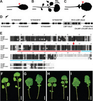 Leaf Shape Evolution Through Duplication, Regulatory Diversification, and Loss of a Homeobox Gene | Plant and Seed Biology | Scoop.it