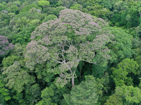 Etre frappé par la foudre est bénéfique pour cet arbre tropical | Ecosystèmes Tropicaux | Scoop.it