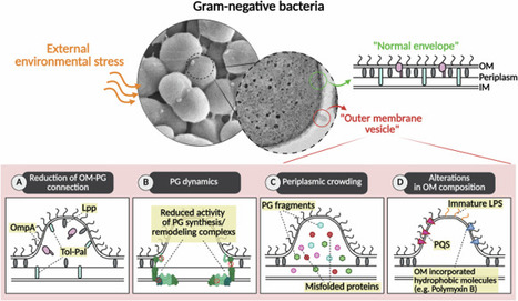 New insights into outer membrane vesicles in Gram-negative bacteria from biogenesis to applications | ComB | RMH | Scoop.it