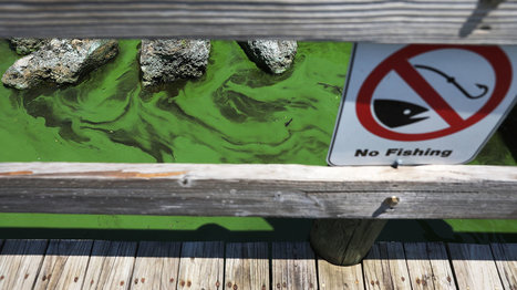 Toxic Algae Seeps Into Florida Congressional Races | Coastal Restoration | Scoop.it