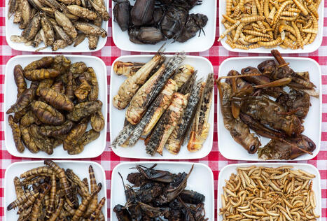 ALIMENTATION : Pourquoi l&rsquo;Occident ne se laisse-t-il pas s&eacute;duire par les insectes comestibles ? | ALIMENTATIONS | Scoop.it