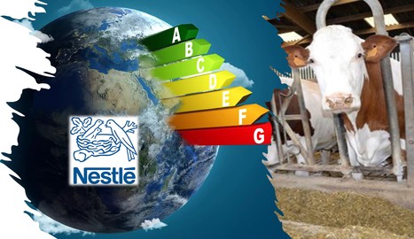 Nestlé teste des aliments pour limiter les rejets de méthane des vaches laitières | Lait de Normandie... et d'ailleurs | Scoop.it