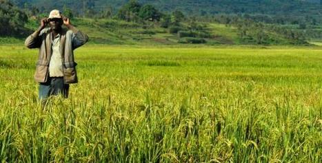 African youth don't fancy unglamorous farming | Food & Nutrition Security in East Africa | Scoop.it
