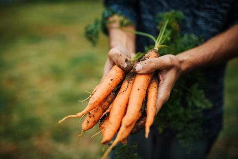 Fighting food waste: Scientists find way to keep vegetables fresher for longer | IPCI : Ingénierie de Produits à l'interface Cuisine-Industrie | Scoop.it