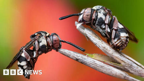 Insect Week : la photo gagnante du concours 2024 organisé par la Société royale d'entomologie est cette image d'abeilles- coucous au repos | EntomoScience | Scoop.it