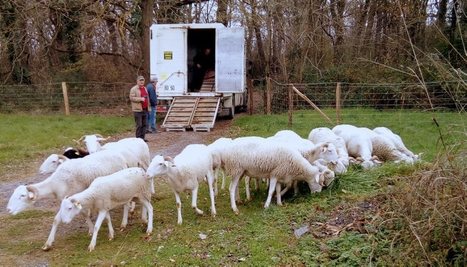 Les premiers moutons paissent les prairies du Ramier - 27/12/2018 | Lacroix-Falgarde | Scoop.it