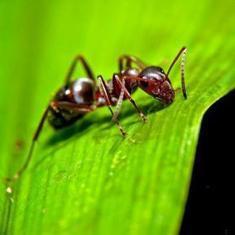 Infectious Selflessness: How an Ant Colony Becomes a Social Immune System | Science News | Scoop.it