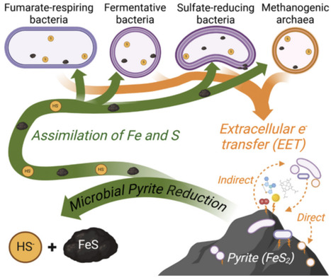 Expanded Diversity of Microbial Groups Capable of Anaerobic Pyrite Reduction and Assimilation of Dissolution Products | emb | RMH | Scoop.it